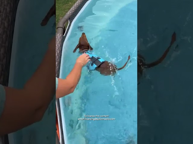 Dachshund Tries Out New Lifejacket In Pool