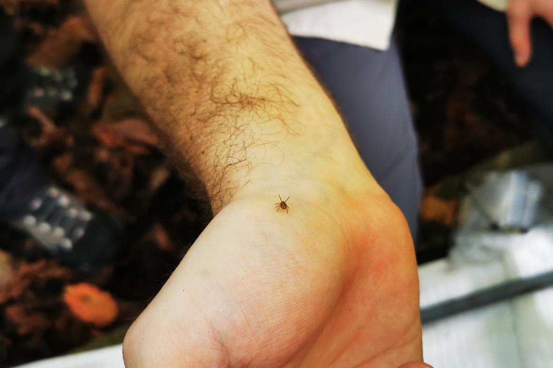 askST: How dangerous are ticks in S’pore for humans, dogs and what should I do if bitten?