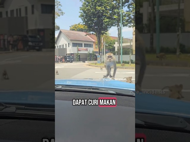 Attack of the monkeys 2