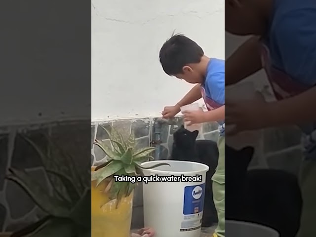 Little Boy Helps Neighborhood Cat Drink Water From Tap