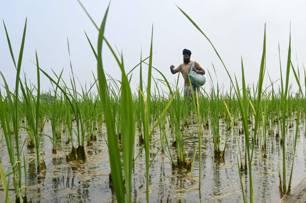 Biofuel battle: Why India is shielding its farmers in the face of US trade pressure