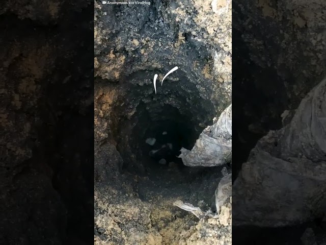 Construction Workers Save Puppy Who Fell Inside Deep Hole  | The Dodo