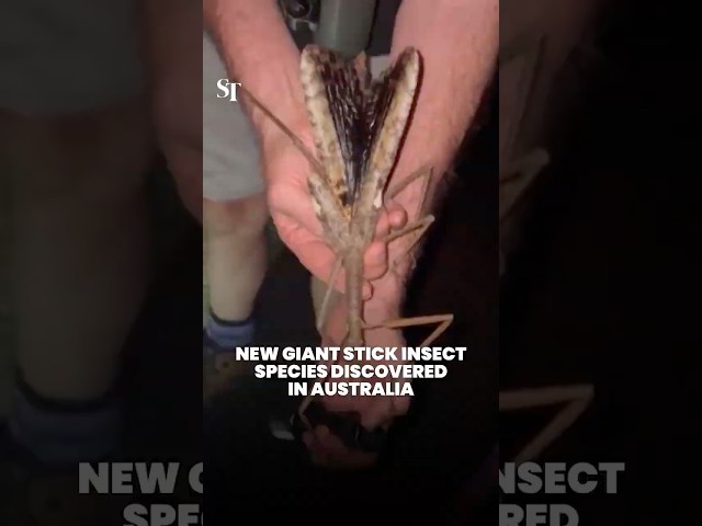 New giant stick insect species discovered in Australia