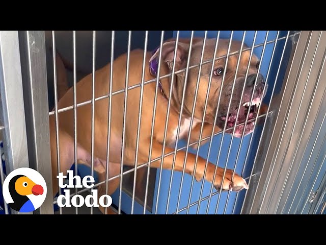 Dog Who Couldn't Be Around Men Or Dogs Gets A Second Chance | The Dodo