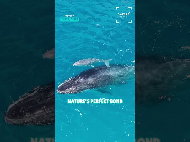 Whale Helps Young Calf To Surface