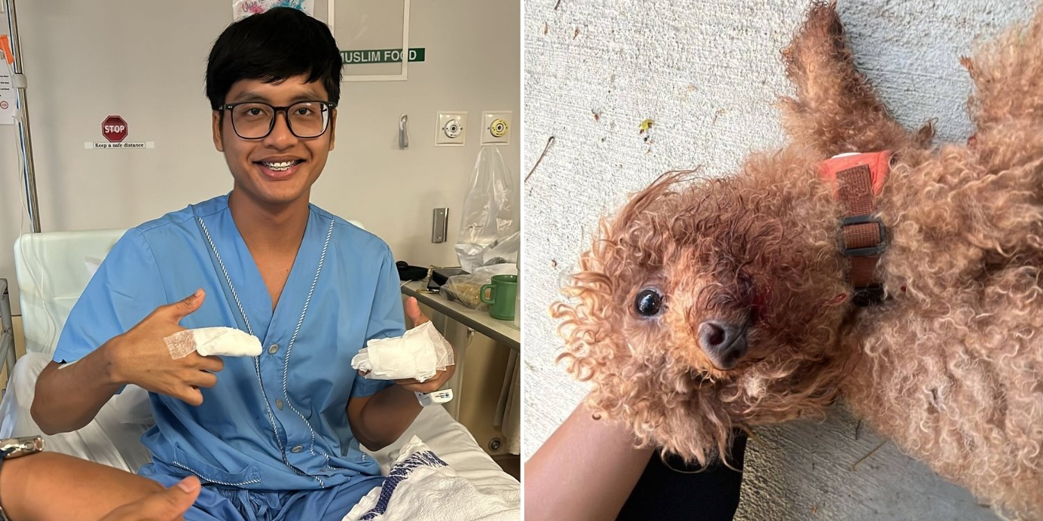 K-9 handler rescues frightened dog after hit-and-run accident in bedok, gets bitten 6 times