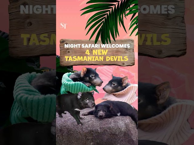 Night Safari welcomes 4 new Tasmanian devils from Australia