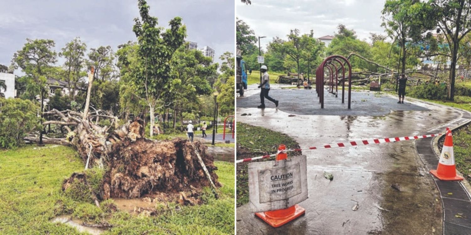 Massive tree falls across path at chestnut close park, nearly hits 2 joggers