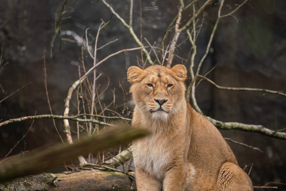 Unwanted pets? Our predators will eat them, zoo says