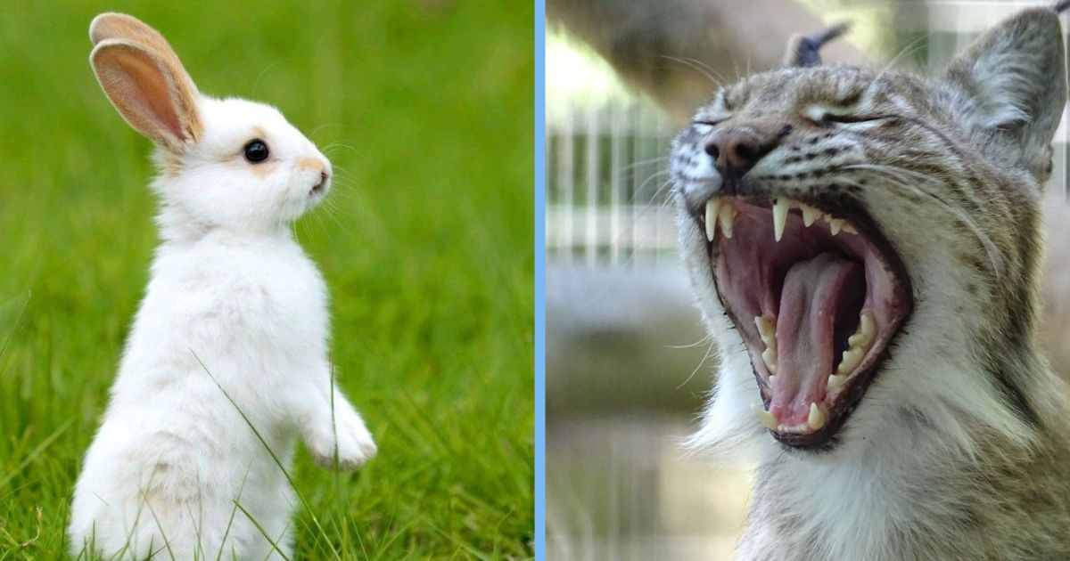 Denmark Zoo Asks for Unwanted Pets to Feed Its Predators, Sparks Backlash