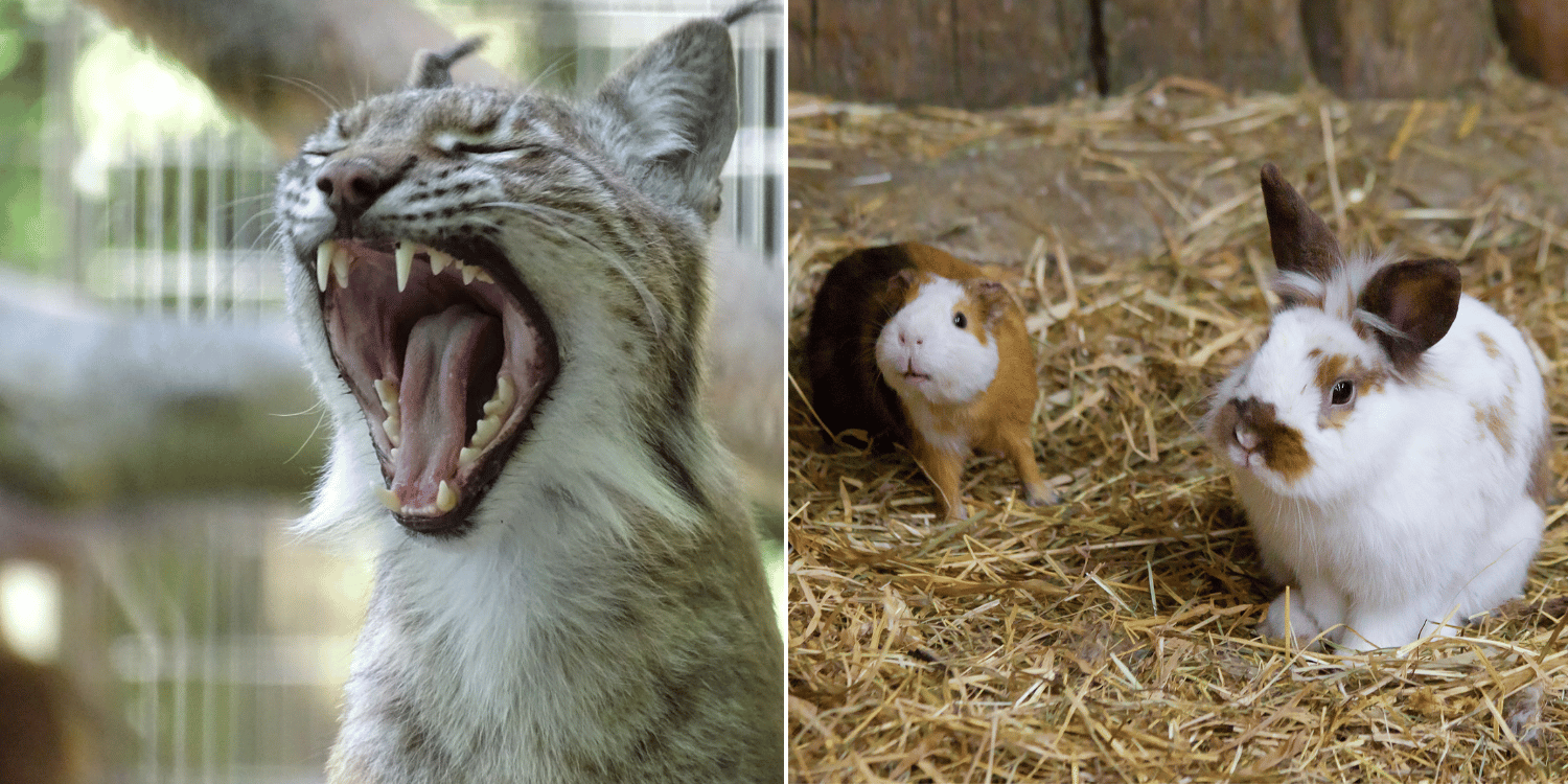 Denmark zoo sparks outrage after asking people to donate unwanted pets as food for predators