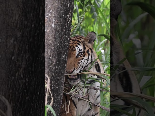 Tiger Chained Up Her Whole Life Takes Her First Free Steps  | The Dodo