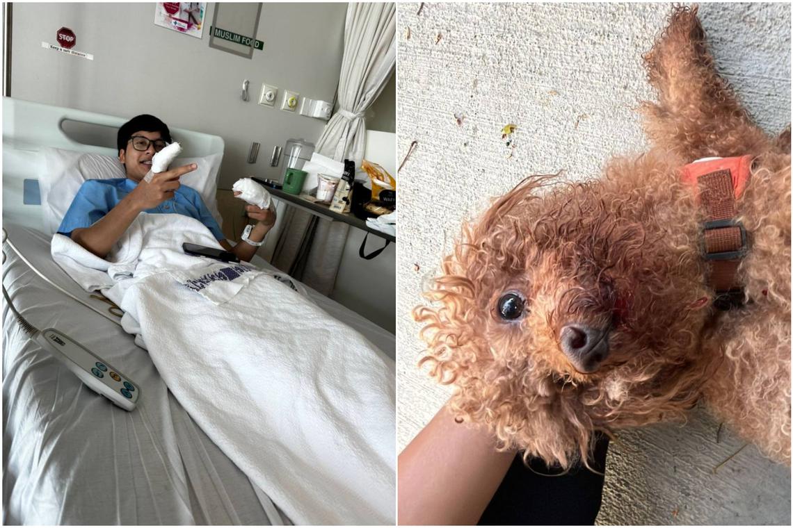 ‘It’s either my life or the dog’s life’: NSF rescues lost dog which was hit by car in Bedok