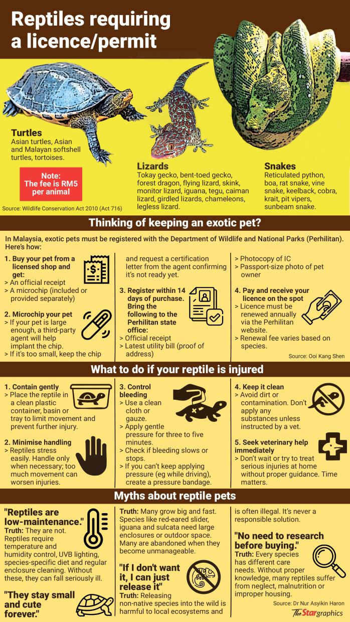 Not just cool pets: Why owning a reptile requires commitment and hard work
