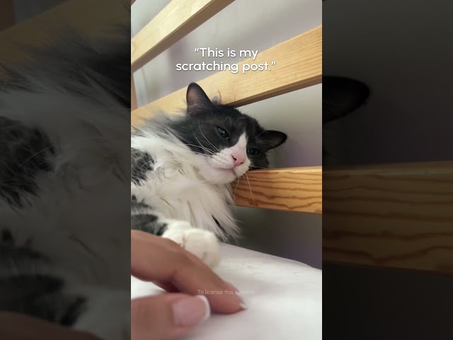 Go find your own scratching post!😹 😾 #Cat #Funny