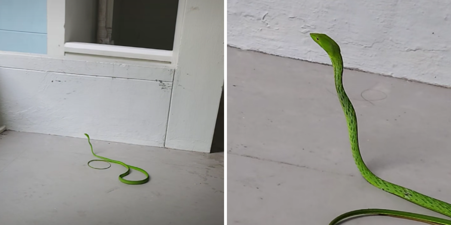 Man spots oriental whip snake at HDB void deck, questions what it is doing there