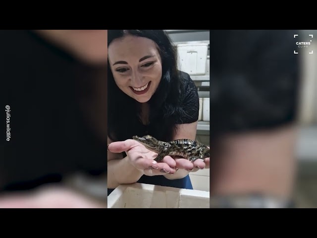Two Baby Crocodiles In One Egg