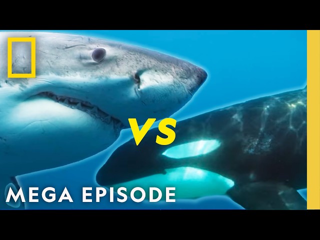 Sharks VS Orcas, Dolphins, & More! | 2025 Sharkfest MEGA Episode | National Geographic