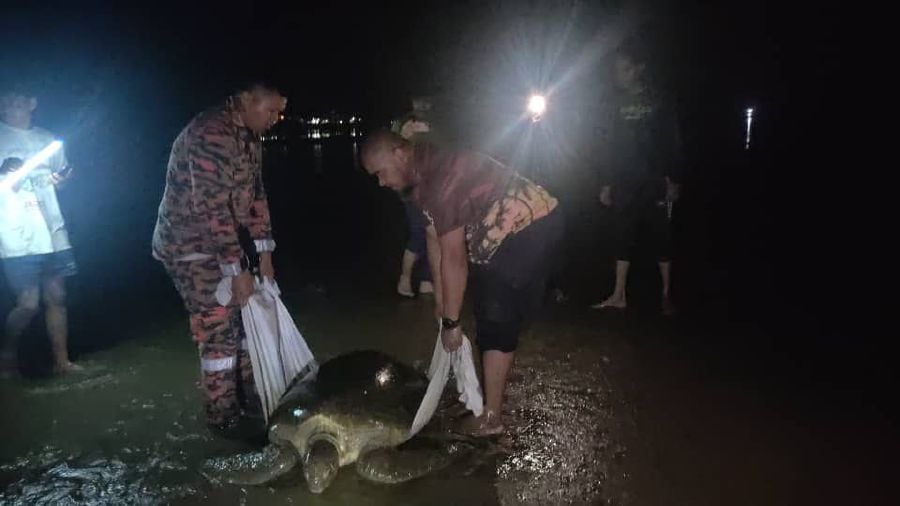 Firefighters rescue stranded turtle on Papar beach