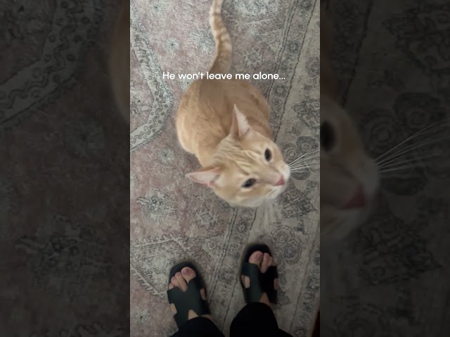 Spoiled Cat Can't Nap Without Blanket