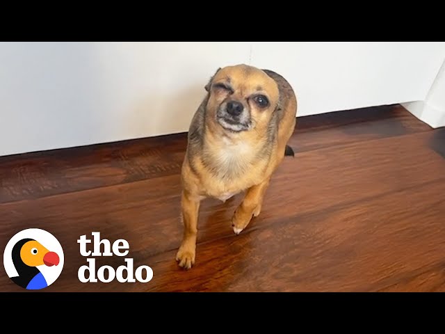 Chihuahua Fakes Injuries To Keep Mom Home | The Dodo