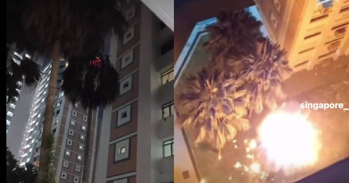 Cigarette to blame? Tree in Jurong catches fire after exterminators reportedly remove beehive