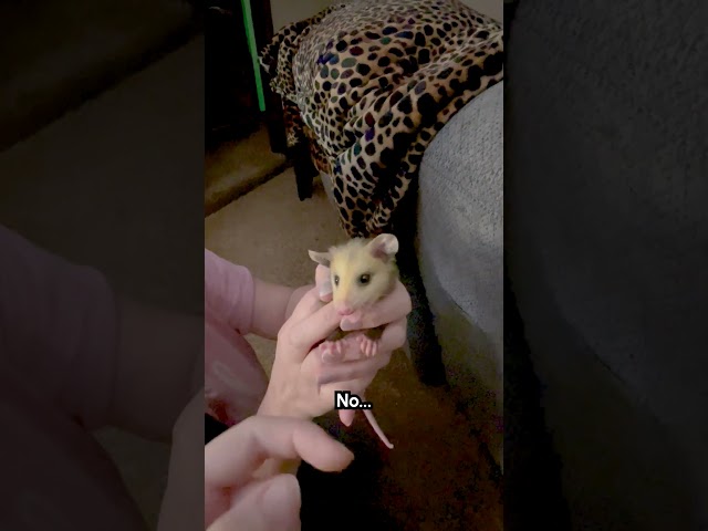 Baby Opossum Rescued From Inside Couch