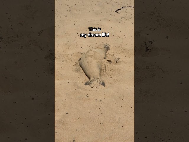 Seal Lounges On Beach