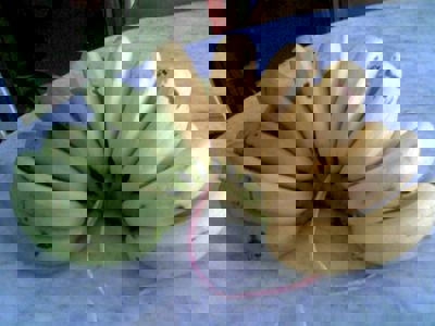 Kluang cops nab man for trespassing on banana farm, attempting to steal six bunches