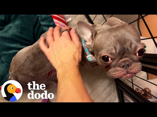 Blind And Deaf Frenchie Worth "Nothing" Learns To Live Outside A Cage | The Dodo