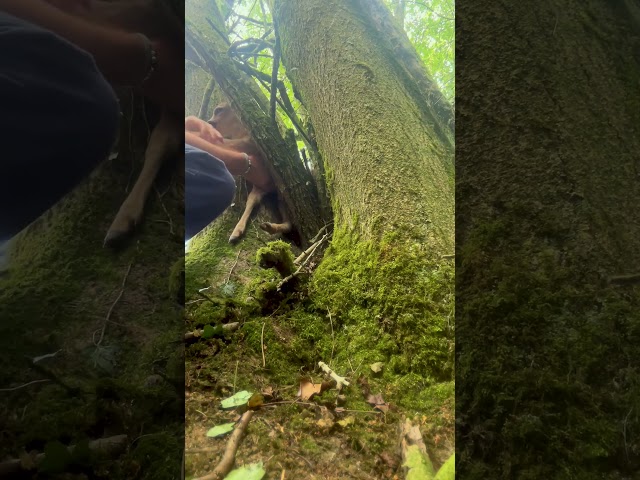Woman Saves Tiny Deer Trapped Between Tree Branches