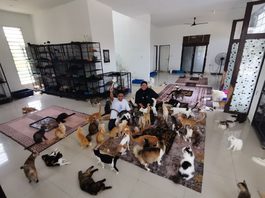 Couple rent 3 houses to shelter rescued cats