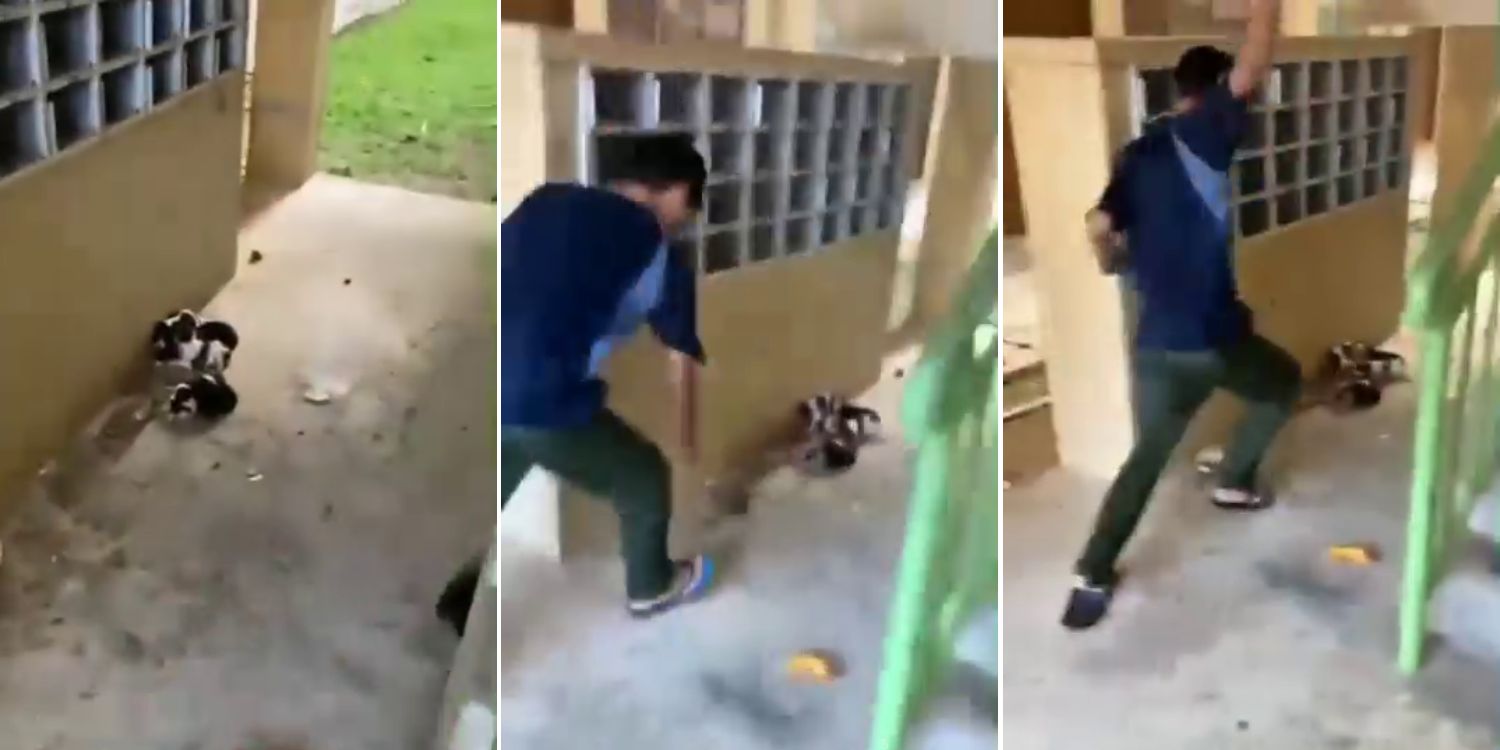 Teens in M’sia seen throwing stones at stray puppies, suspected of torturing animals