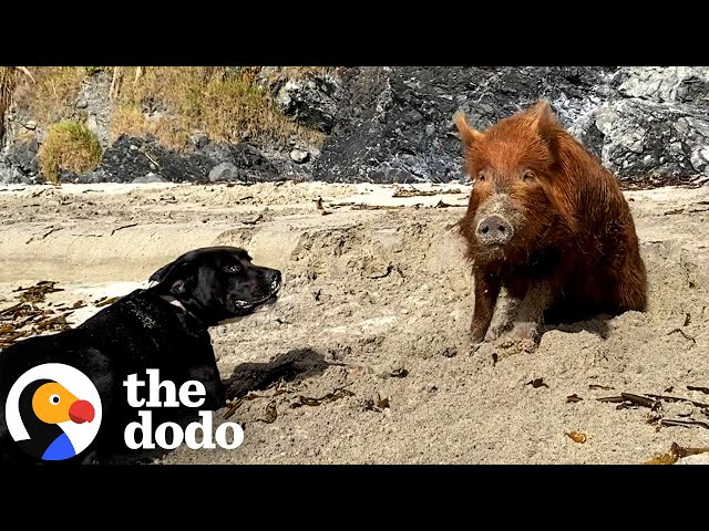 Pig Raised By A Labrador Thinks She's A Dog Too | The Dodo
