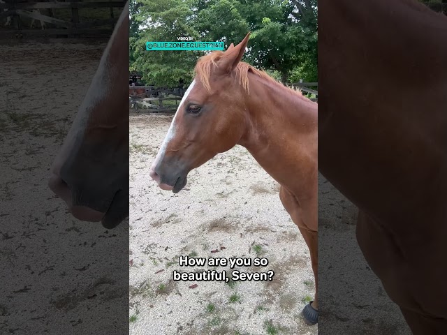 Hilarious Silly Horse