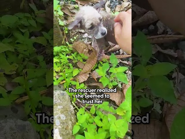 Woman Saves Tiny Puppy From Highway Traffic  | The Dodo