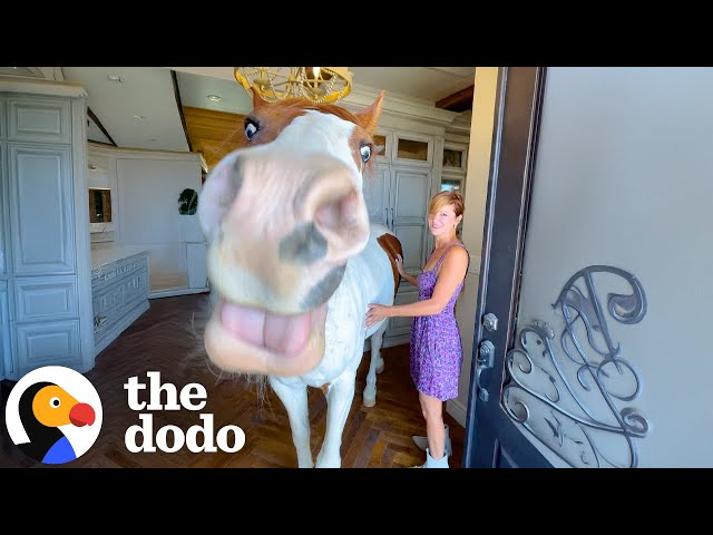 Horse Can't Stop Marching Into Mom's House And Wandering Around | The Dodo