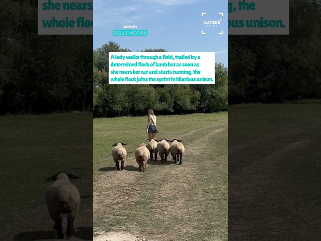 Woman Chased By Lambs In Hilarious Moment