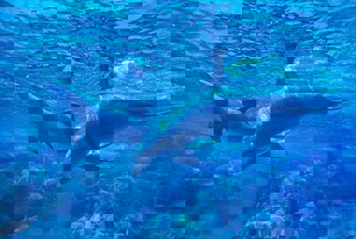 QuickCheck: Do dolphins ‘enjoy’ a puffer fish's deadly toxins?