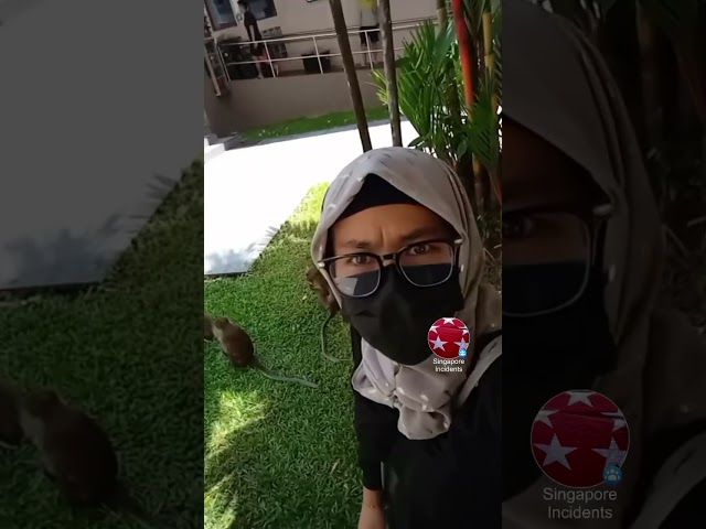 Woodlands monkeys infestations