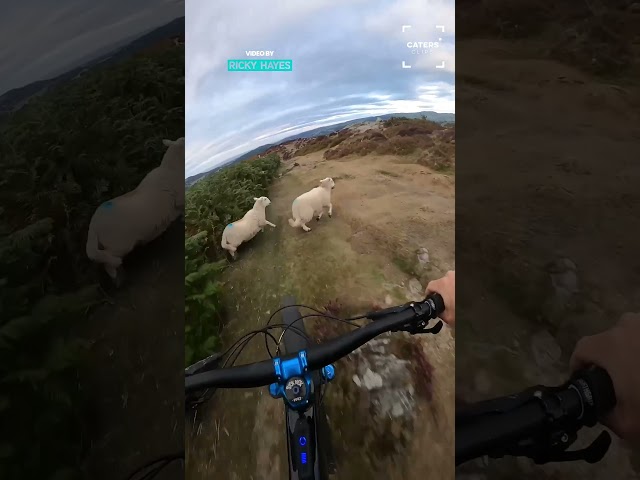 CYCLIST GETS TAKEN OUT BY SHEEP