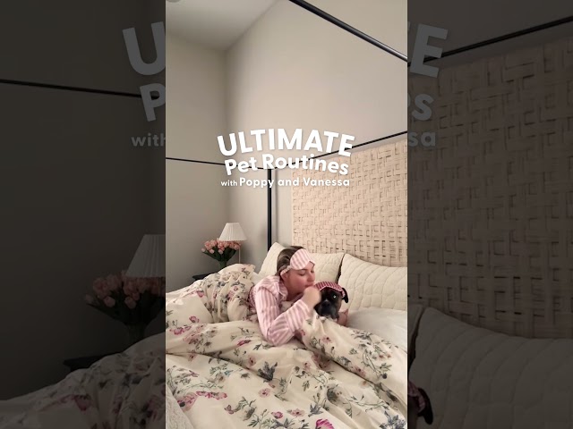 Spoiled Boxer Has A Very High-Maintenance Sleep Routine  | The Dodo