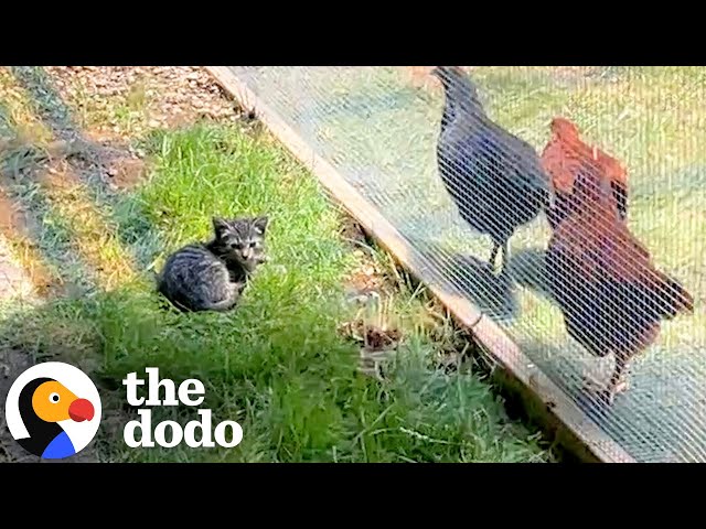 Tiny Feral Kitten Won't Leave Her Emotional Support Chickens | The Dodo