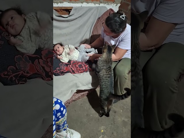Jealous Cat Demands Attention Like Baby Is Getting