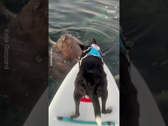 TURTLE KNOCKS PUPPY INTO THE WATER