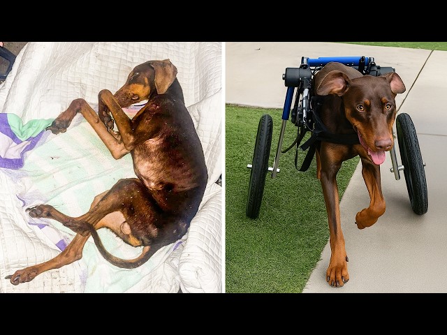 💔 Paralyzed Dog Meant to Be Put Down Now Runs Again | Amazing Dog Rescue