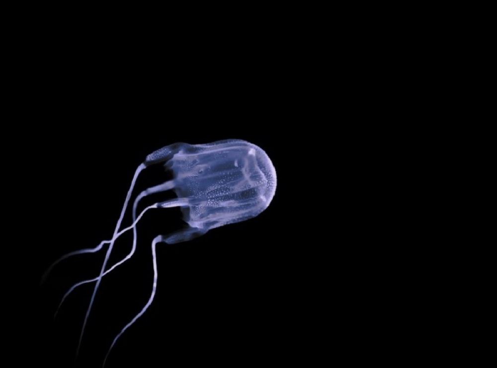 Post-mortem confirms girl died from jellyfish venom after swimming at Kota Kinabalu beach