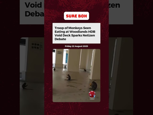 Troop of Monkeys Seen Eating at Woodlands HDB Void Deck Sparks Netizen Debate