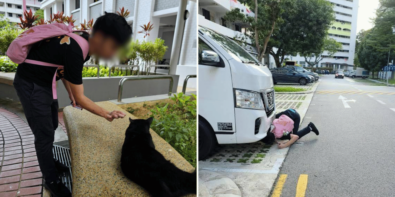 Man allegedly tries harming community cats in lengkok bahru & other locations, investigations ongoing