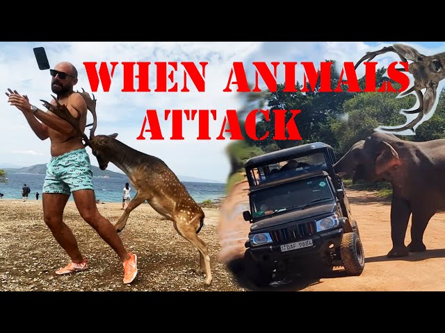 Wildest Animal Attacks!